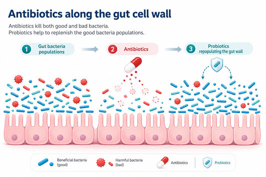 Are Antibiotics Wiping Out Your “Good” Gut Bacteria?